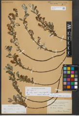 Foto von Salix repens subsp. repens L.